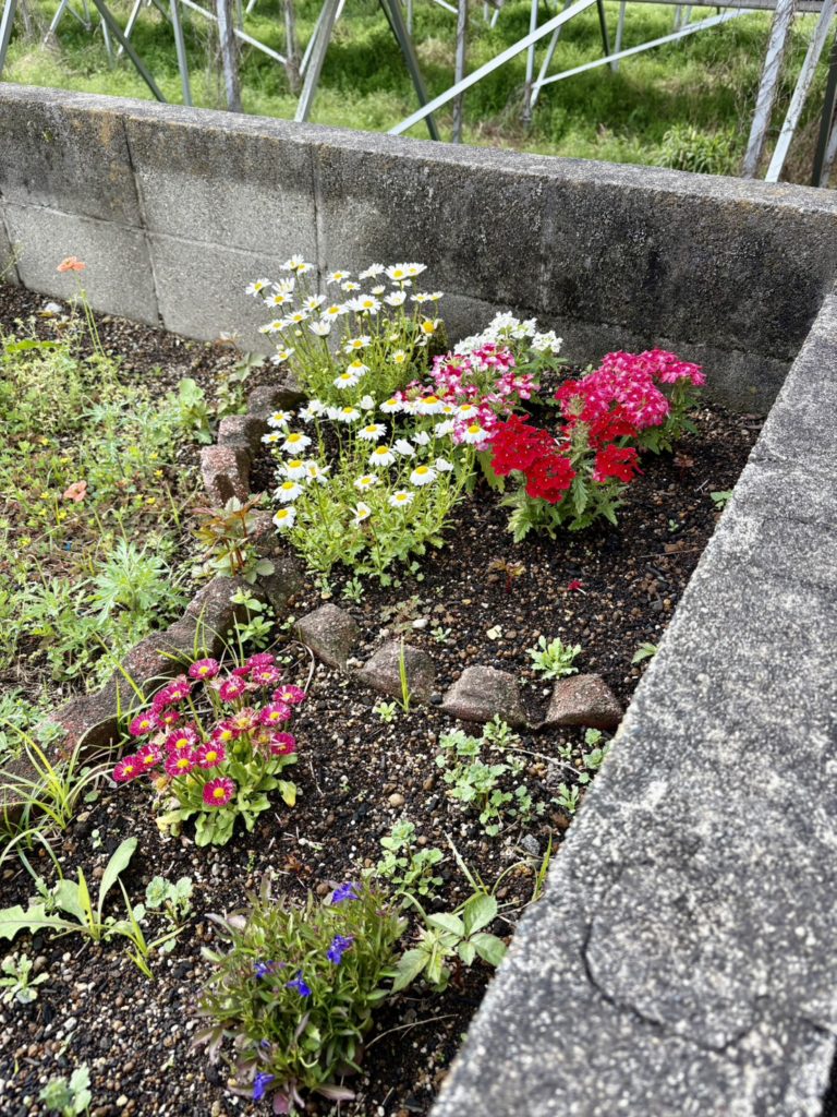 元気に咲き出した花壇の写真