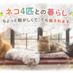 ネコ4匹との暮らし